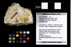 Foto (Objekt + Etikett) von Brachyura indet.  (NHMW-GEO-1990-0041-0368)